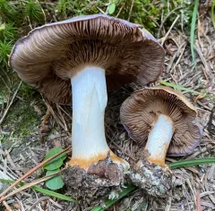 Phlegmacium volvatum thumbnail 2