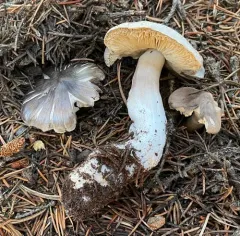 Tricholoma subacutum thumbnail 2