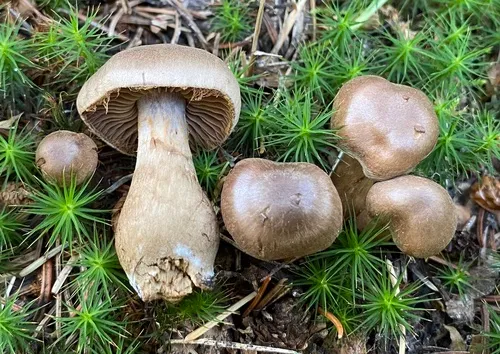 Cortinarius raphanoides