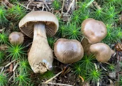 Cortinarius raphanoides thumbnail 1