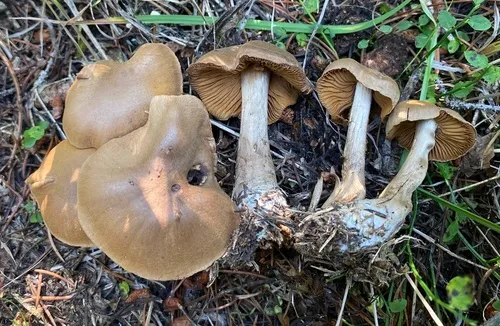 Cortinarius clackamasensis