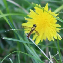Twin-Spot Centurion Fly thumbnail 2