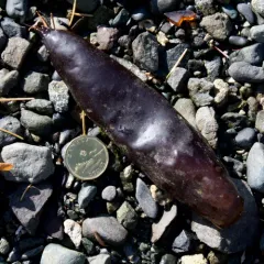 Sea Sacks thumbnail 4