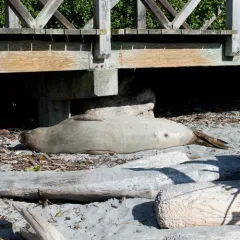 Northern Elephant Seal thumbnail 3
