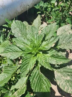 Palmer's Amaranth thumbnail 4