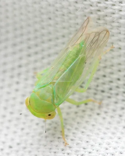Populicerus pallidus