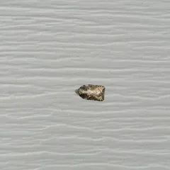 Acleris clarkei thumbnail 3