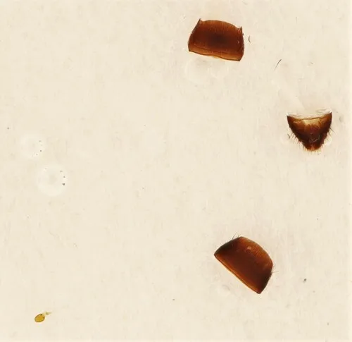Cyphea wallisi