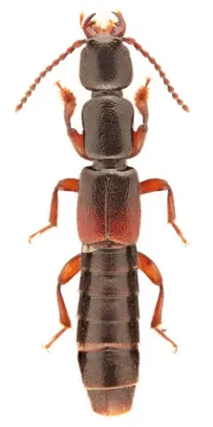 Lathrobium armatum thumbnail 1