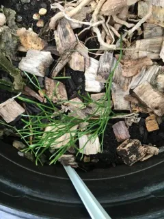 skeleton fork fern thumbnail 3