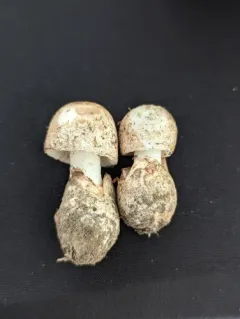 American Amidella thumbnail 2