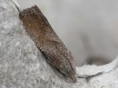 Eucosma sombreana thumbnail 3