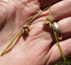 Weak-stalked Bulrush thumbnail 2