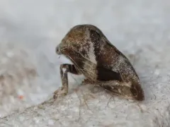 Cyrtolobus pallidifrontis thumbnail 2