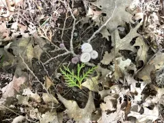 Laccaria calospora thumbnail 2