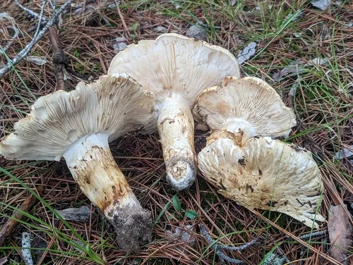 American matsutake