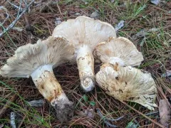 American matsutake thumbnail 1