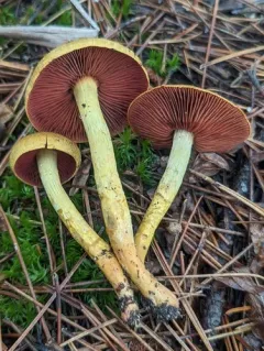 Cortinarius tinctorum thumbnail 1