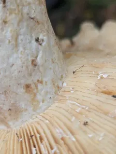 Fishbiscuit Russula thumbnail 2