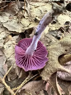 Laccaria calospora thumbnail 3