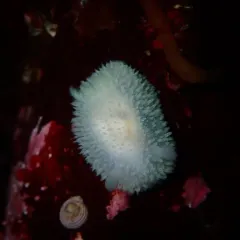 Hairy Horned Dorid thumbnail 3