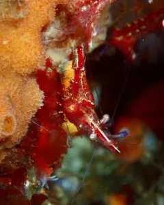 Kincaid Coastal Shrimp thumbnail 4
