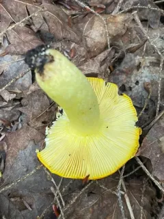 Russula xantho thumbnail 2