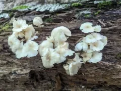 Clitocybula oculata thumbnail 2