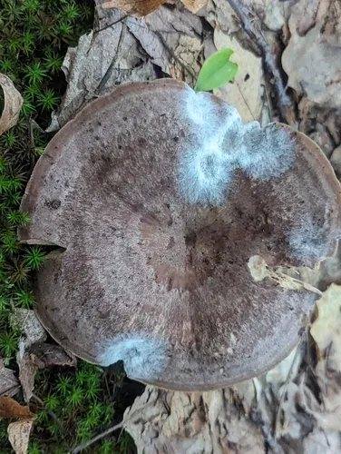 Lactarius pseudoflexuosus