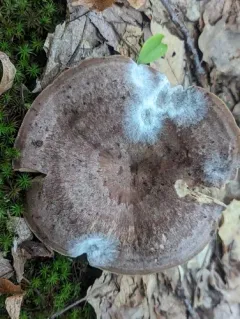 Lactarius pseudoflexuosus thumbnail 1