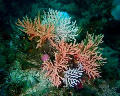 Calcigorgia spiculifera thumbnail 3