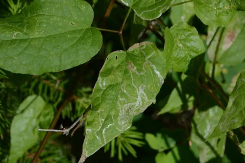 Phytomyza clematiphaga