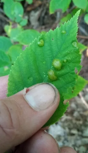 Taphrina coryli
