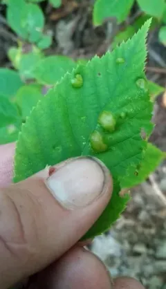 Taphrina coryli thumbnail 1