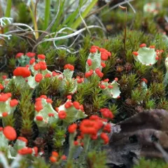 Red-fruited Pixie Cup thumbnail 5