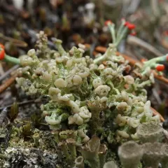 Wooden Soldiers Lichen thumbnail 4