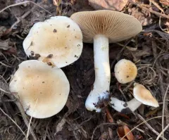 Hebeloma hiemale thumbnail 3
