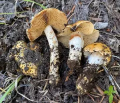 Cortinarius absarokensis thumbnail 2