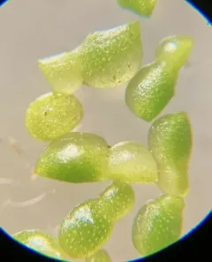 Brazilian watermeal thumbnail 2