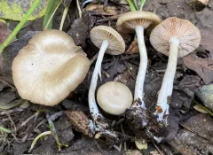 Entoloma nidorosum thumbnail 3