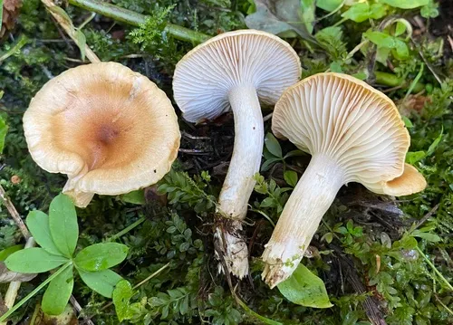Hygrophorus discoideus