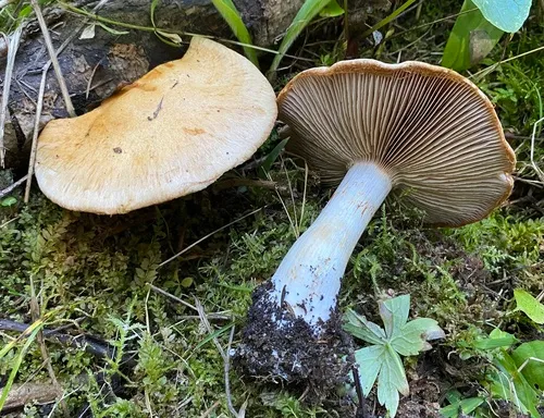 Thaxterogaster fulvo-ochrascens