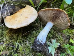 Thaxterogaster fulvo-ochrascens thumbnail 1