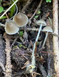 Hydropus pseudotenax thumbnail 2