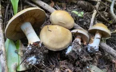 Cortinarius infractiflavus thumbnail 2