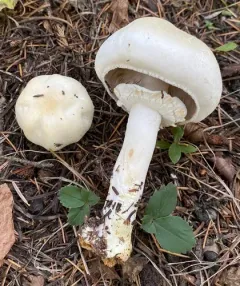 Agaricus summensis thumbnail 2