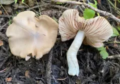 Entoloma majaloides thumbnail 2