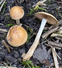 Hebeloma praeolidum thumbnail 1