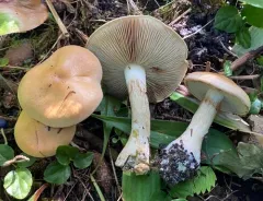 Phlegmacium citrinifolium thumbnail 2