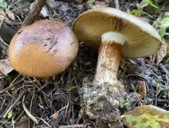 Calonarius cupreorufus thumbnail 3